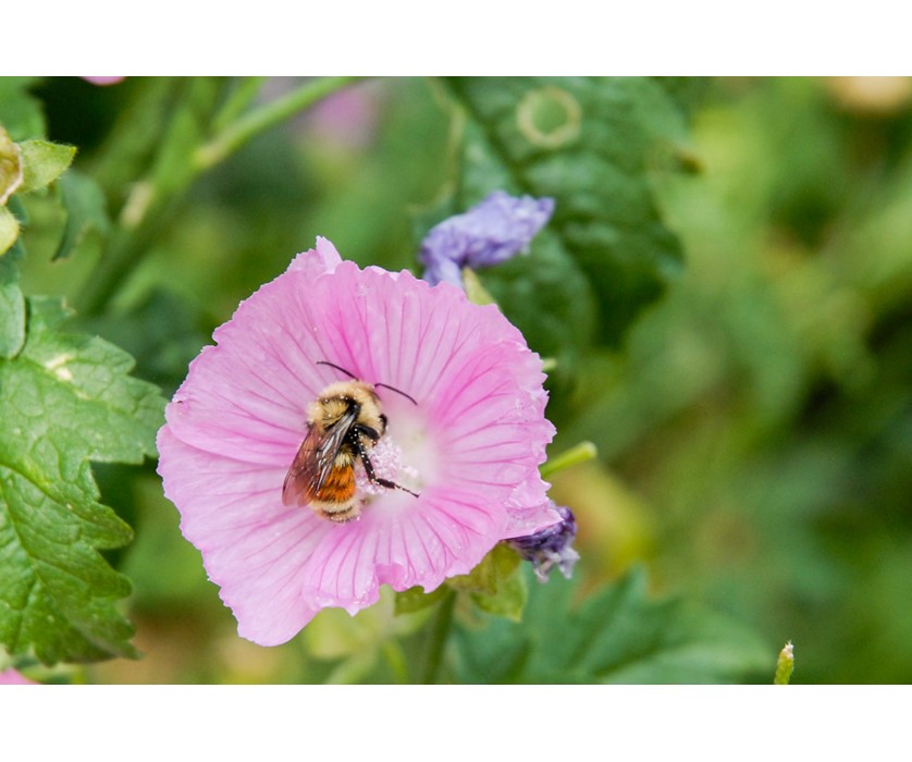 Party Girl Prairie Mallow